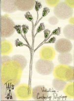 Carchesium Polypinum.jpg