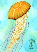 Chrysaora Fuscescens.jpg