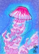 Chrysaora Colorata.jpg
