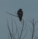 red tail hawk on bare tree 1.16.24 crop.jpg