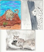 snowleopardsreturnsatcs.jpeg