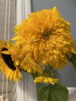 IMG_3541.jpeg