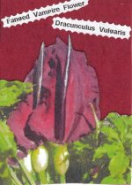 drac02.jpg