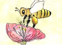 Bee 1.jpg