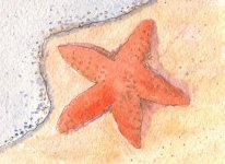 Starfish.jpg