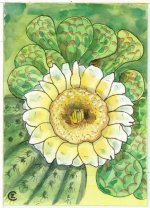 Cactus Flower.jpg