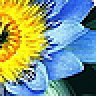 bluelotusflower
