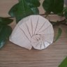 little.sea.clam