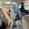 furrmama