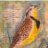 meadowlark
