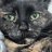 kittydisco