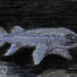 Ancient Coelacanth for rayxray
