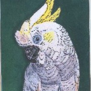 Cockatoo 1