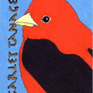 Scarlet Tanager