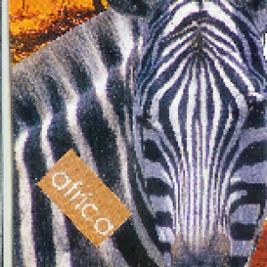 Africa - Zebra.