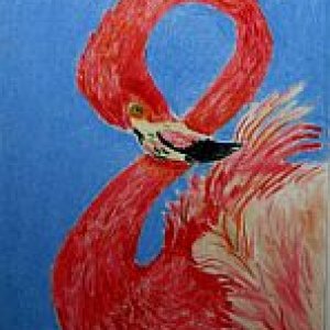 Flamingo