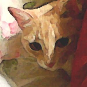 Biddles Under My Pillow I