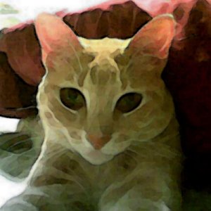 Biddles Under My Pillow II - Digital