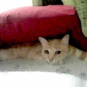 Biddles Under My Pillow III - Digital