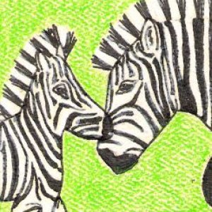 Zebra and Baby