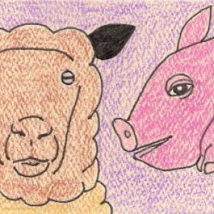 Sheep and Pig