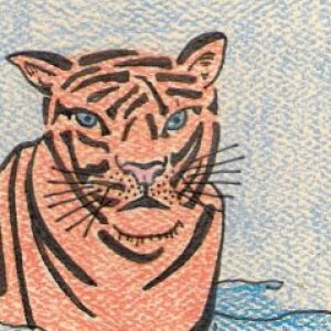 Swimming Tiger