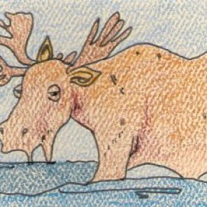 Moose Wading in the Water