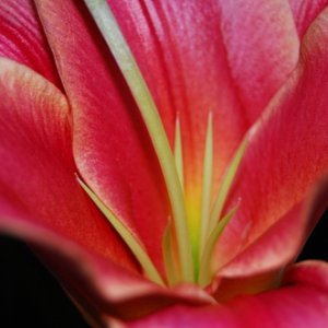 Pink Flower with Green Things