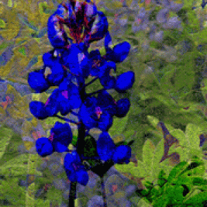 Altered Bluebonnets