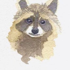 Phrixy's Raccoon