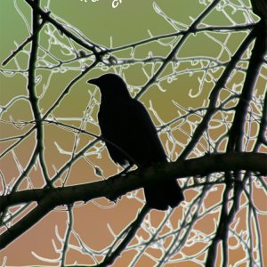 "One to Crow On" (fall)