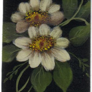 Dasies