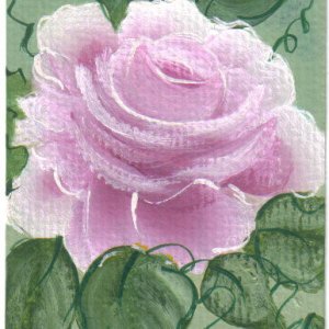 pink rose