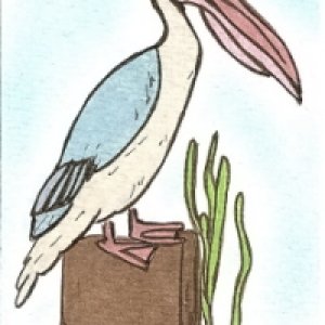 Pelican
