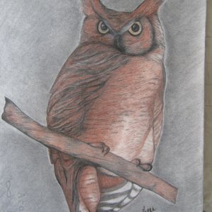 A few of my favorite birds