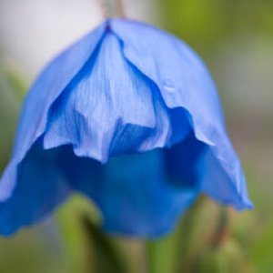 Blue Poppy