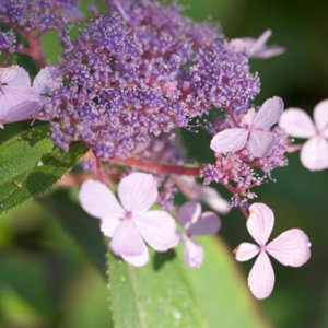 Hydrangea