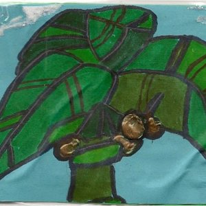 Coconut palm
