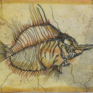 Fossil Fish