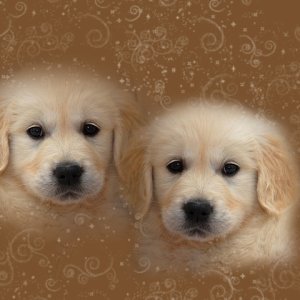 Twins