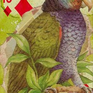 ATC/APC  Green Parrot ~ Traded