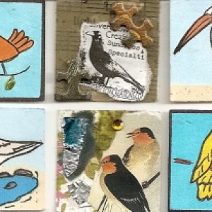 Birds- traded
