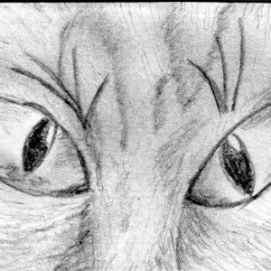 Windows to the soul........