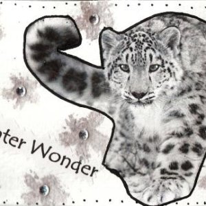 Cats of the Wild swap