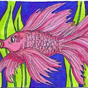 Bettas