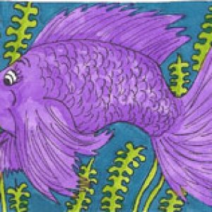Bettas