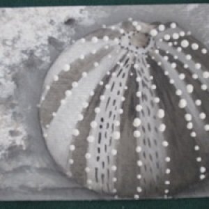 Sea Urchin in B/W