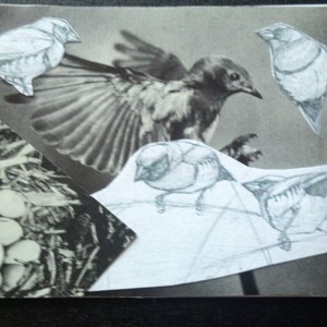The Birds