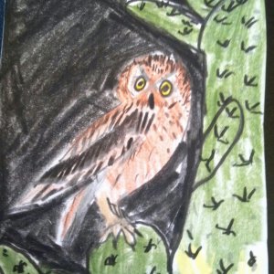 Elf Owl