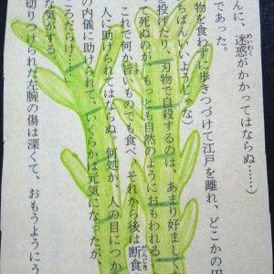 Bamboo